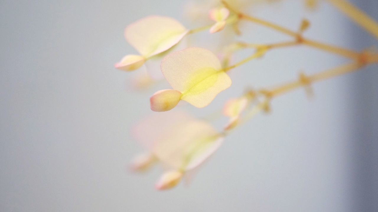 CLOSE-UP OF FLOWER