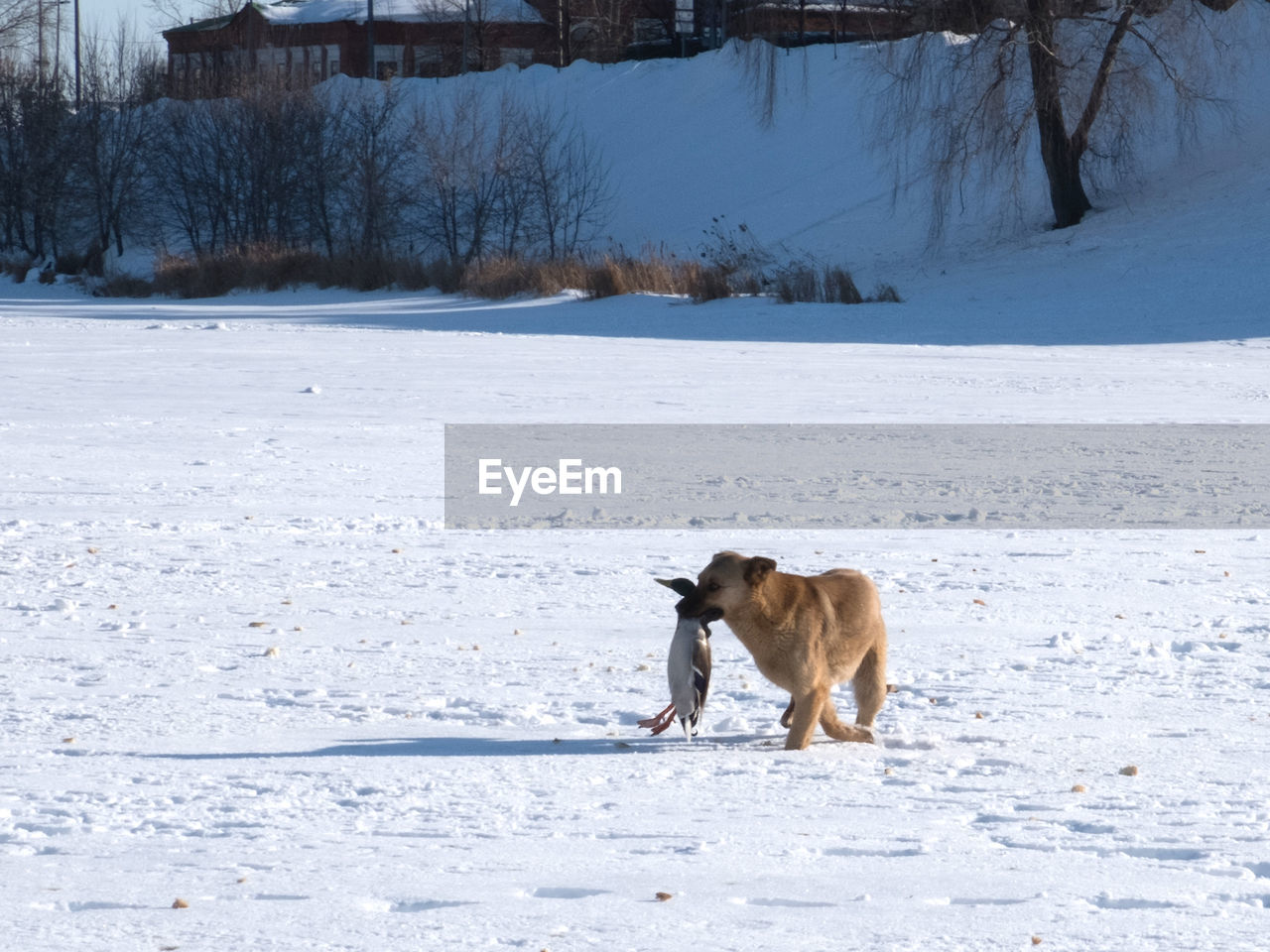 A stray dog caught a duck and carries it in its teeth in winter on the ice of a lake in the city