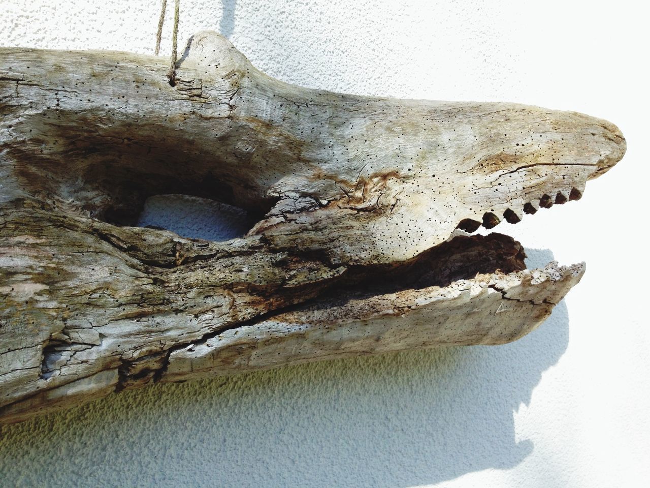 Wooden animal head