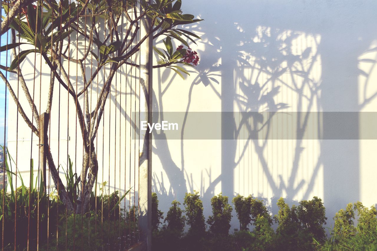 Close-up of flowering plants against clear sky