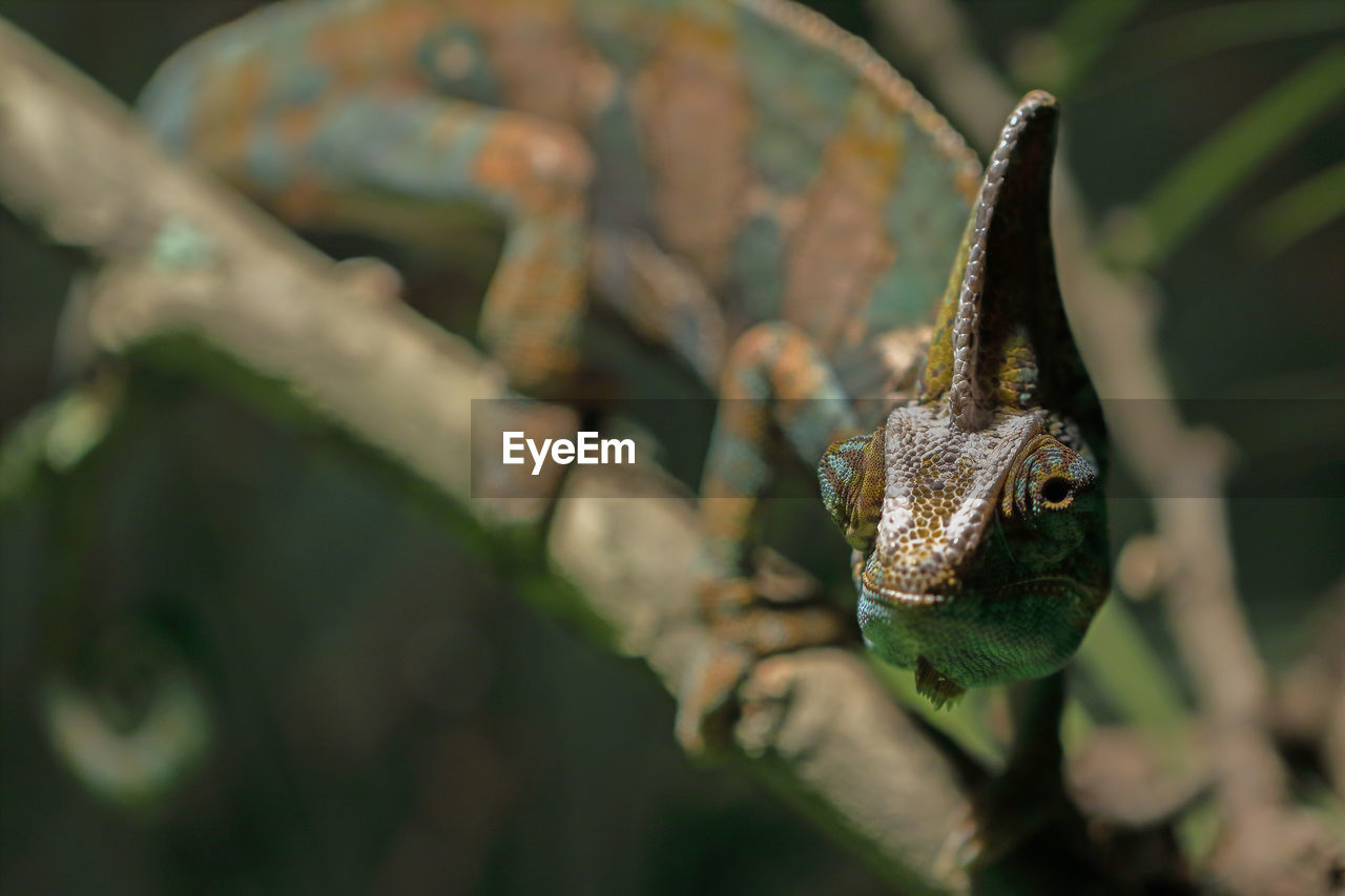 Close-up of a reptile on branch