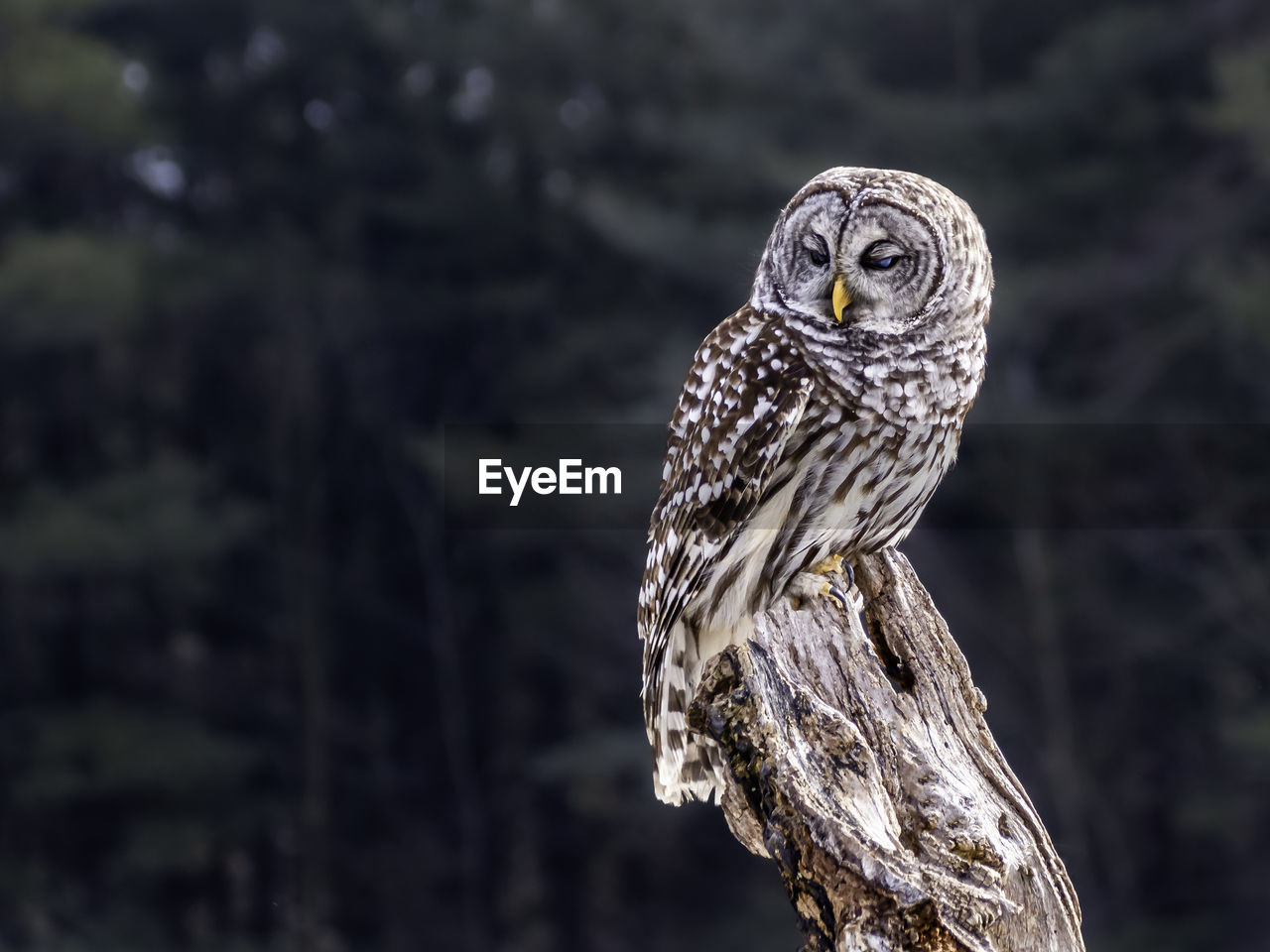 Barred owl perching on an old tree stump