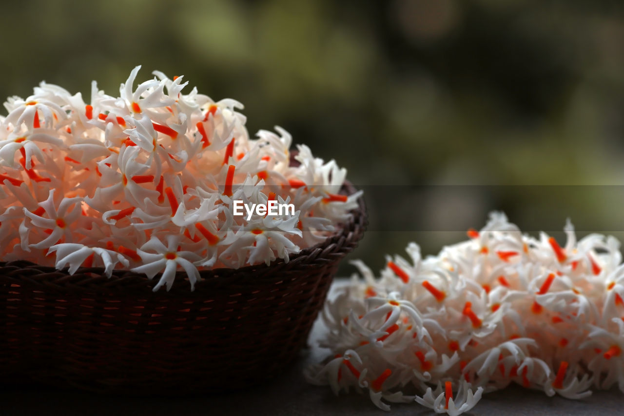 Close-up of night flowering jesmine in basket