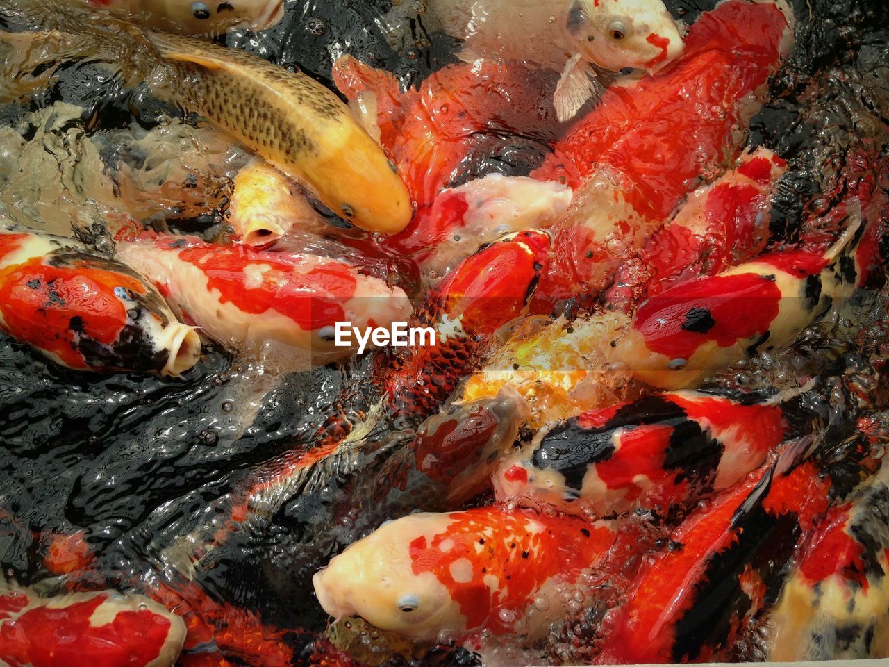 CLOSE-UP HIGH ANGLE VIEW OF KOI CARPS SWIMMING IN WATER