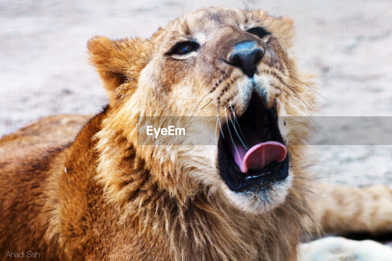Big cat yawn, lion yawn 