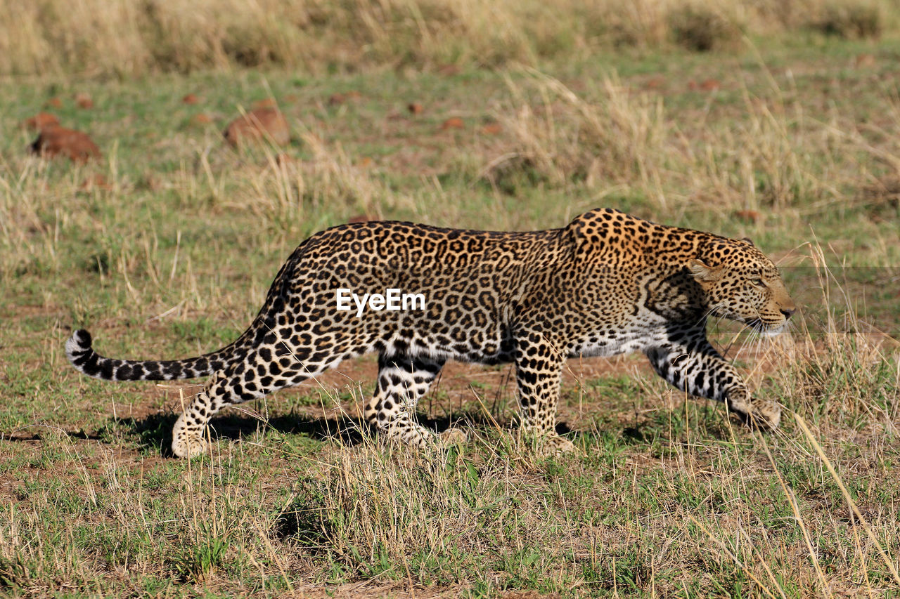 Leopard walking on grass
