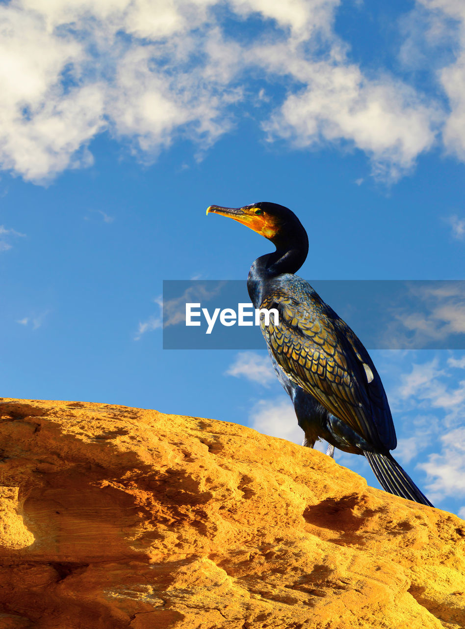Double crested cormorant latin name phalacrocorax auritus perched on a rock
