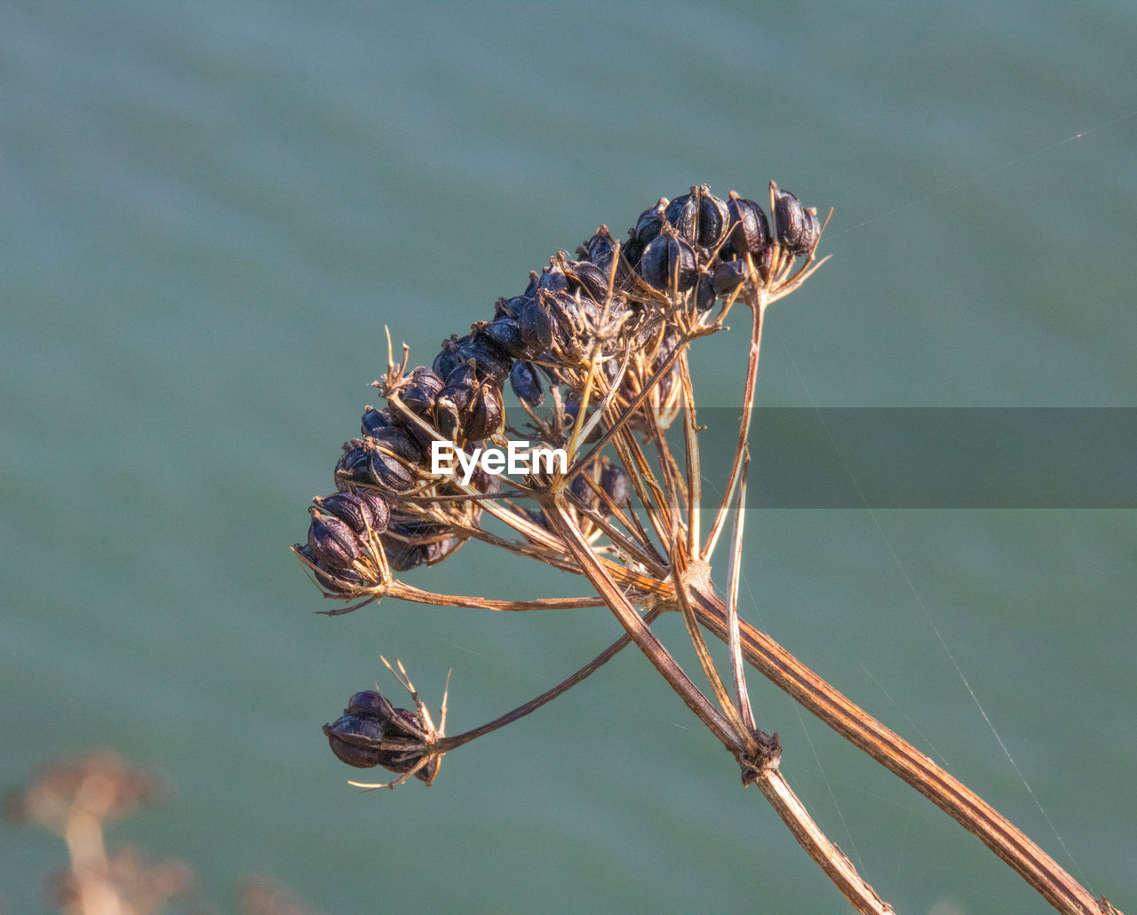 Close-up of cow parsley seed head on cliff edge.