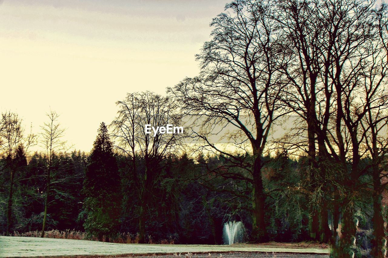 VIEW OF TREES AGAINST SKY