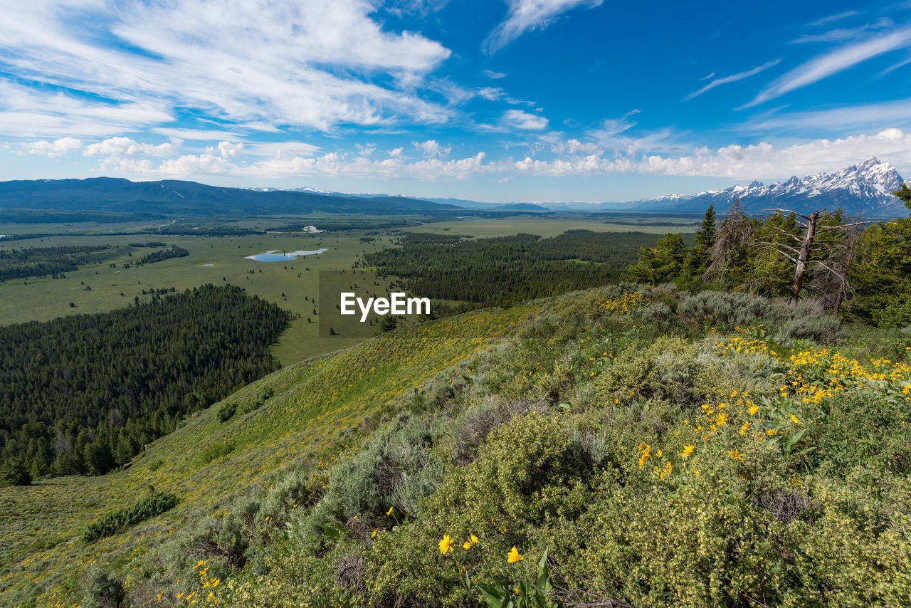 SCENIC VIEW OF LANDSCAPE