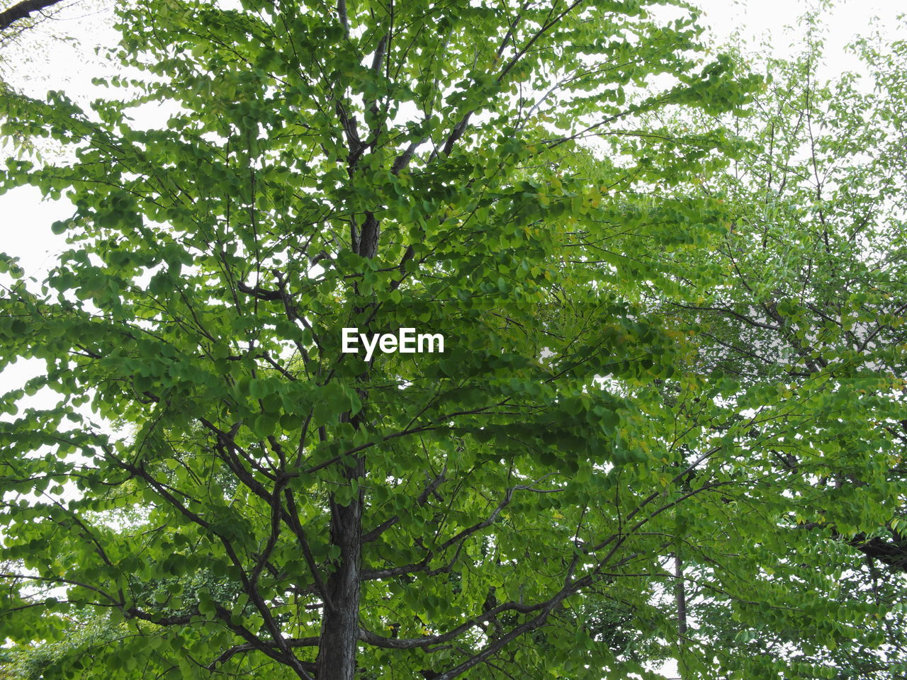 LOW ANGLE VIEW OF TREE AGAINST SKY