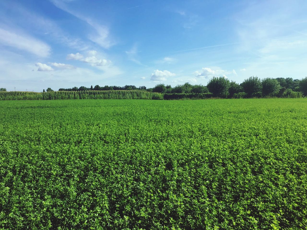 SCENIC VIEW OF FARM AGAINST SKY