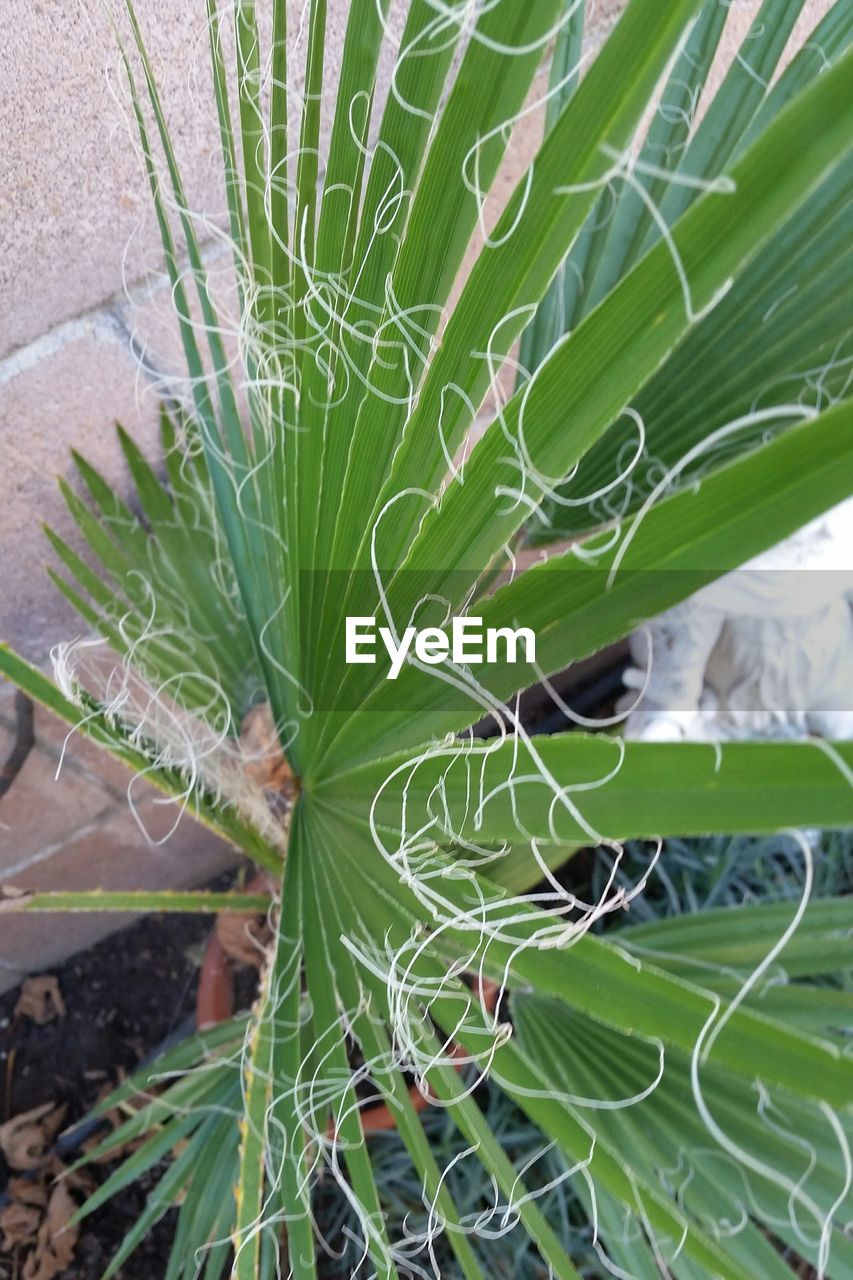 CLOSE-UP OF GREEN PLANT