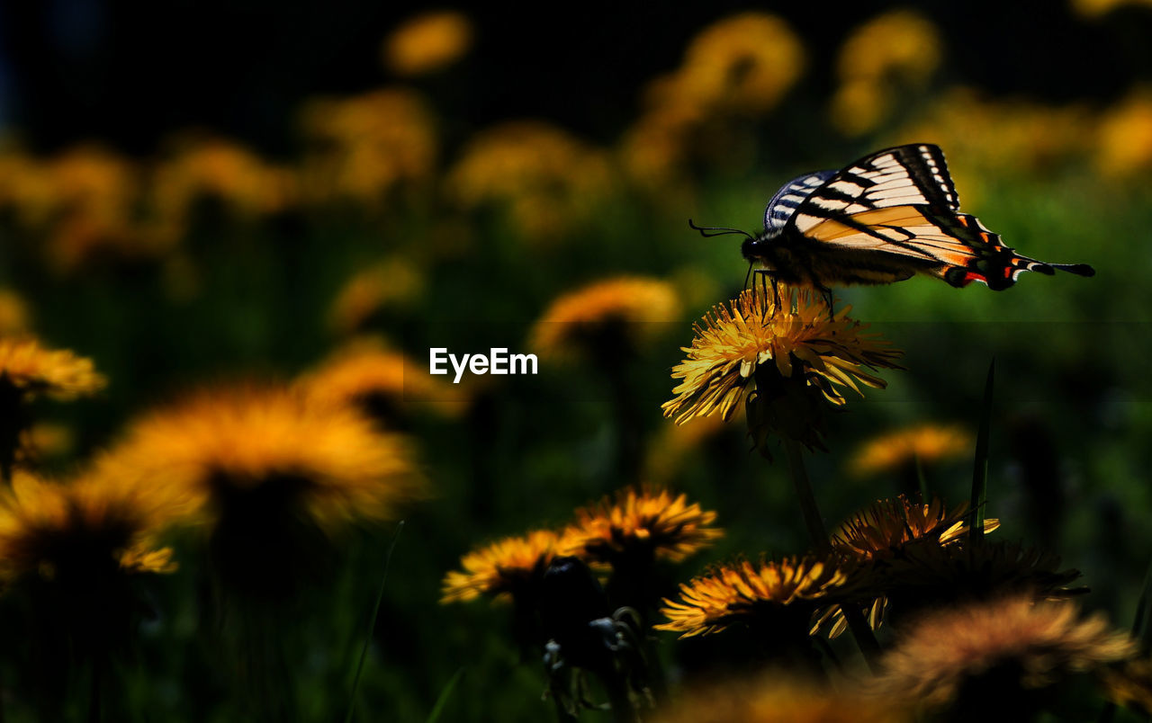 Close-up of canadian tiger swallowtail butterfly pollinating on flower