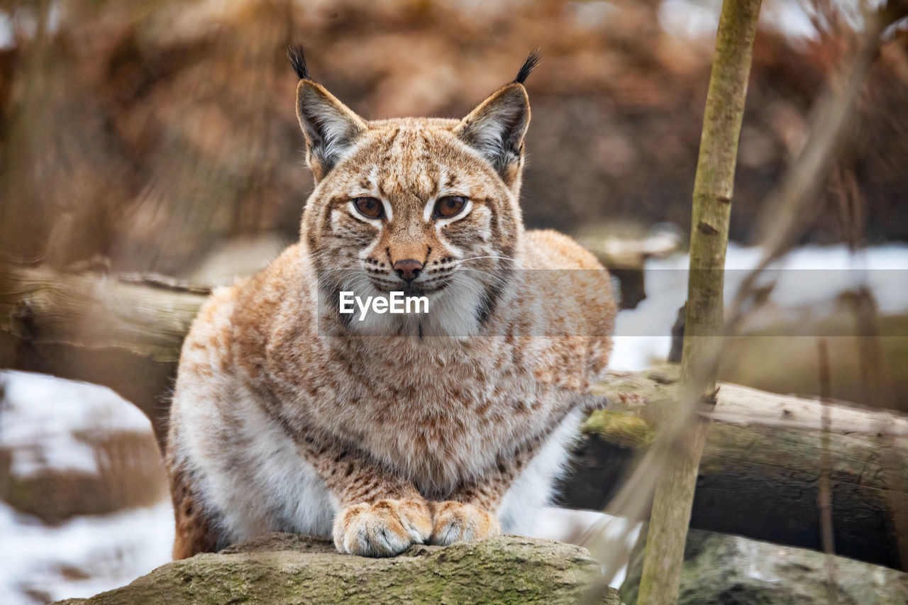 PORTRAIT OF CAT IN ZOO