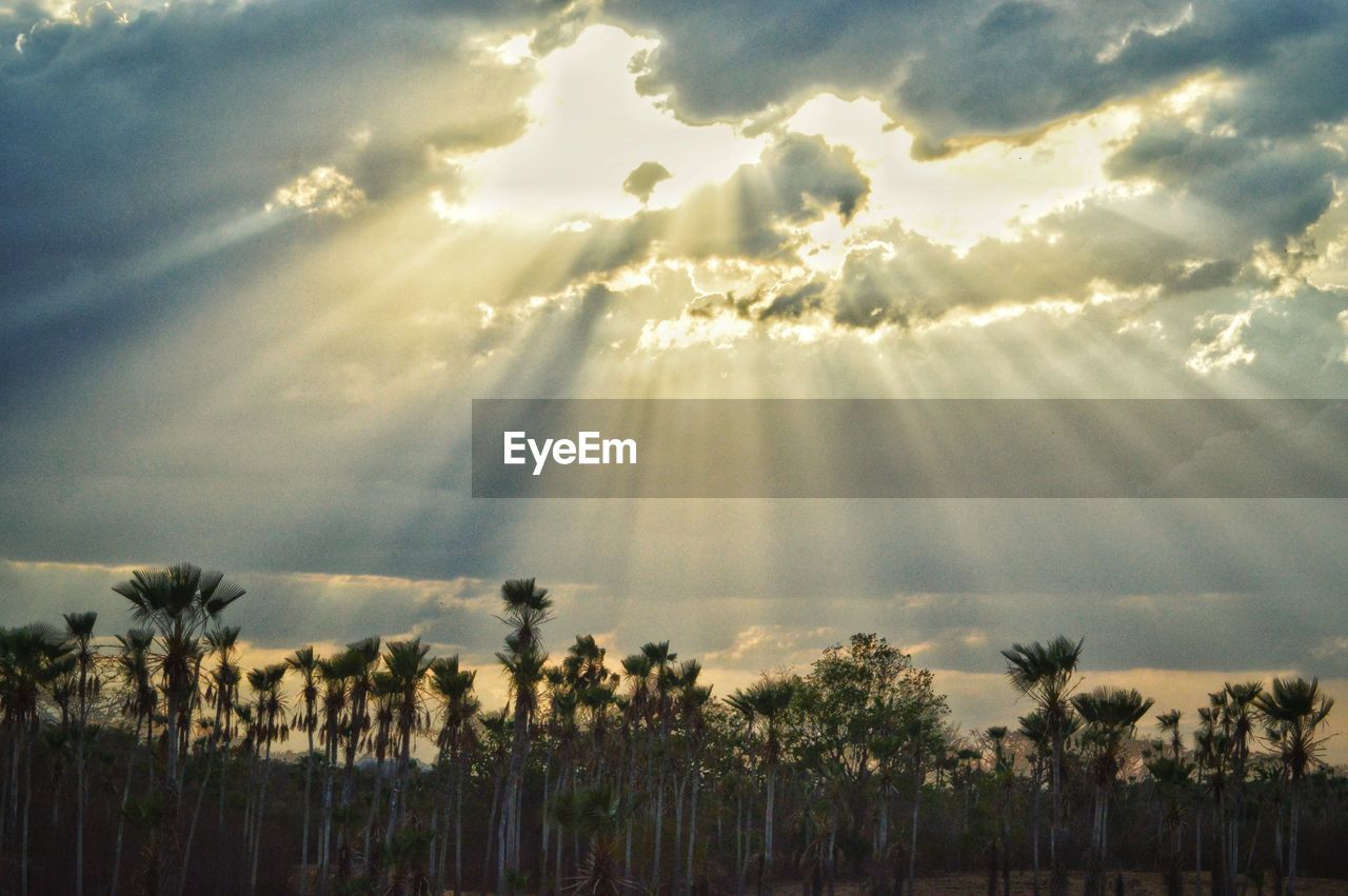 PANORAMIC SHOT OF TREES AGAINST SKY