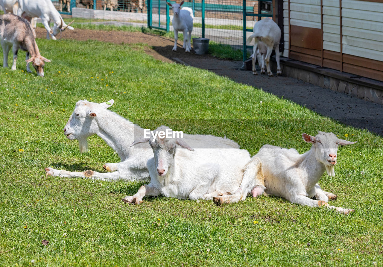 mammal, domestic animals, animal, animal themes, pet, grass, group of animals, plant, livestock, nature, field, agriculture, green, day, dog, pasture, land, farm, canine, relaxation, outdoors, cattle, no people