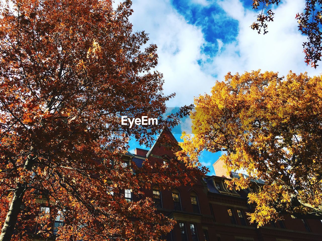 LOW ANGLE VIEW OF AUTUMN TREE AGAINST SKY