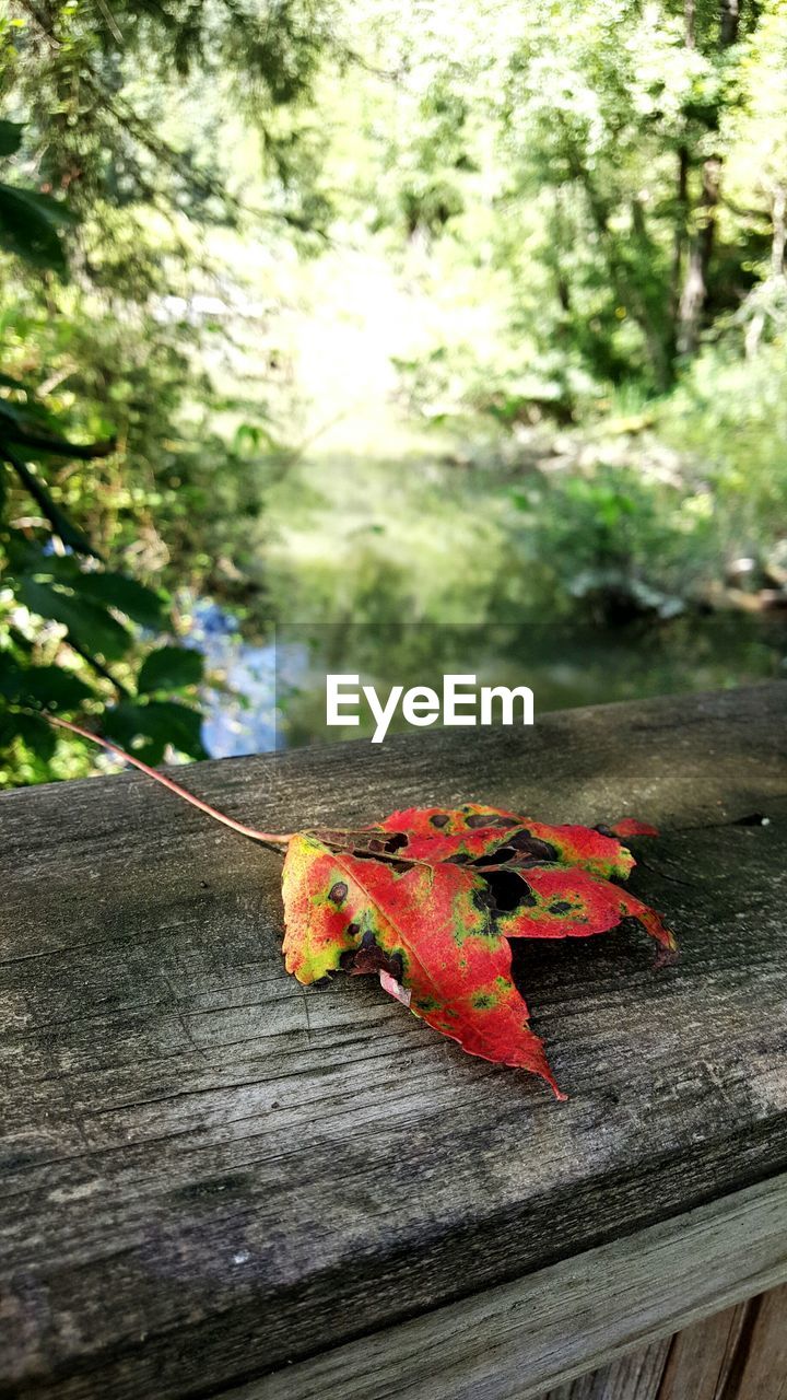 Close-up of maple leaf on tree trunk