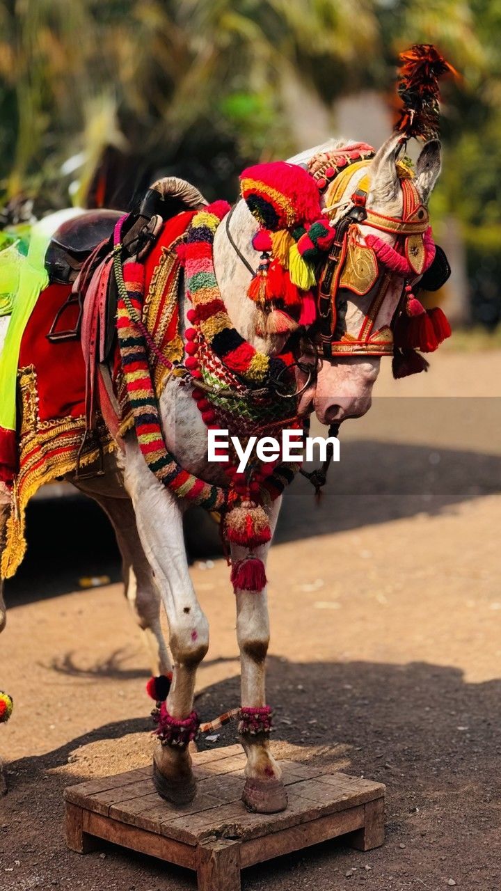 animal, animal themes, mammal, domestic animals, tradition, multi colored, outdoors, arts culture and entertainment, livestock, horse, traditional clothing, clothing, nature, day, focus on foreground, celebration, working animal, animal wildlife, full length
