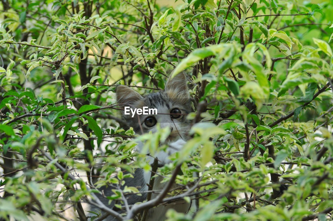 PORTRAIT OF A CAT IN A GREEN PLANT