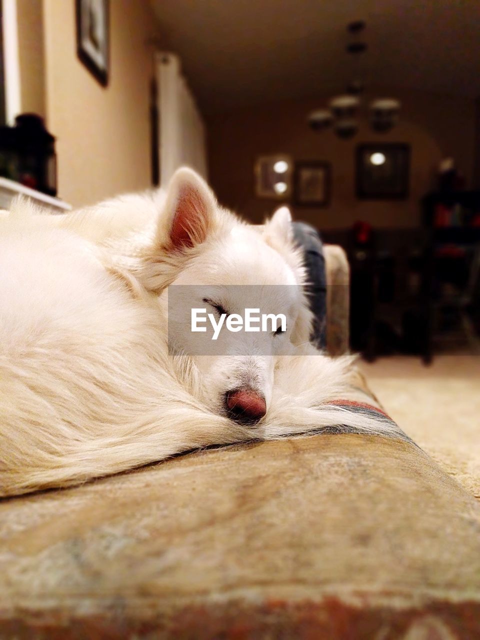 CLOSE-UP OF DOG LYING DOWN ON SOFA AT HOME