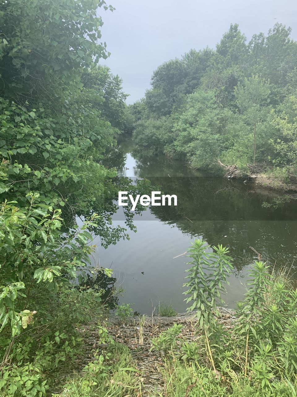 SCENIC VIEW OF LAKE AMIDST TREES IN FOREST