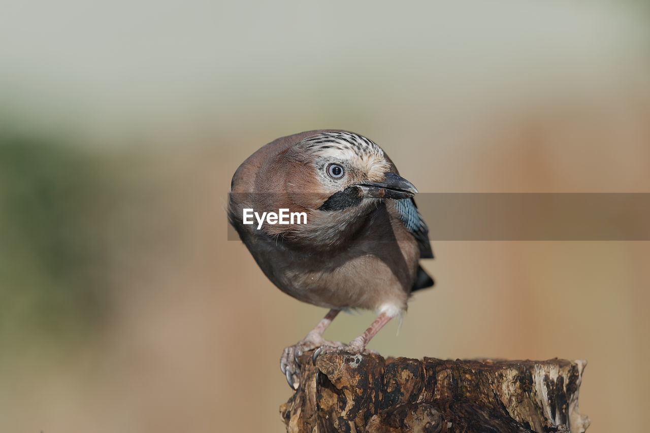 CLOSE-UP OF BIRD