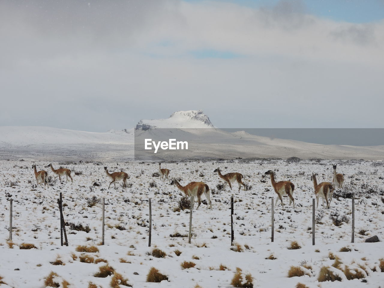 Guanacos on snow covered landscape