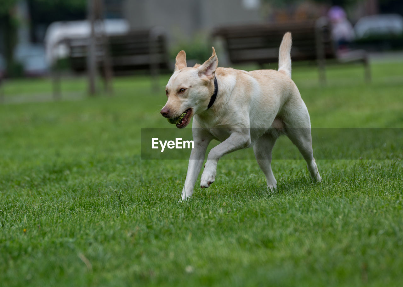 Labrador retriever running on grassy field