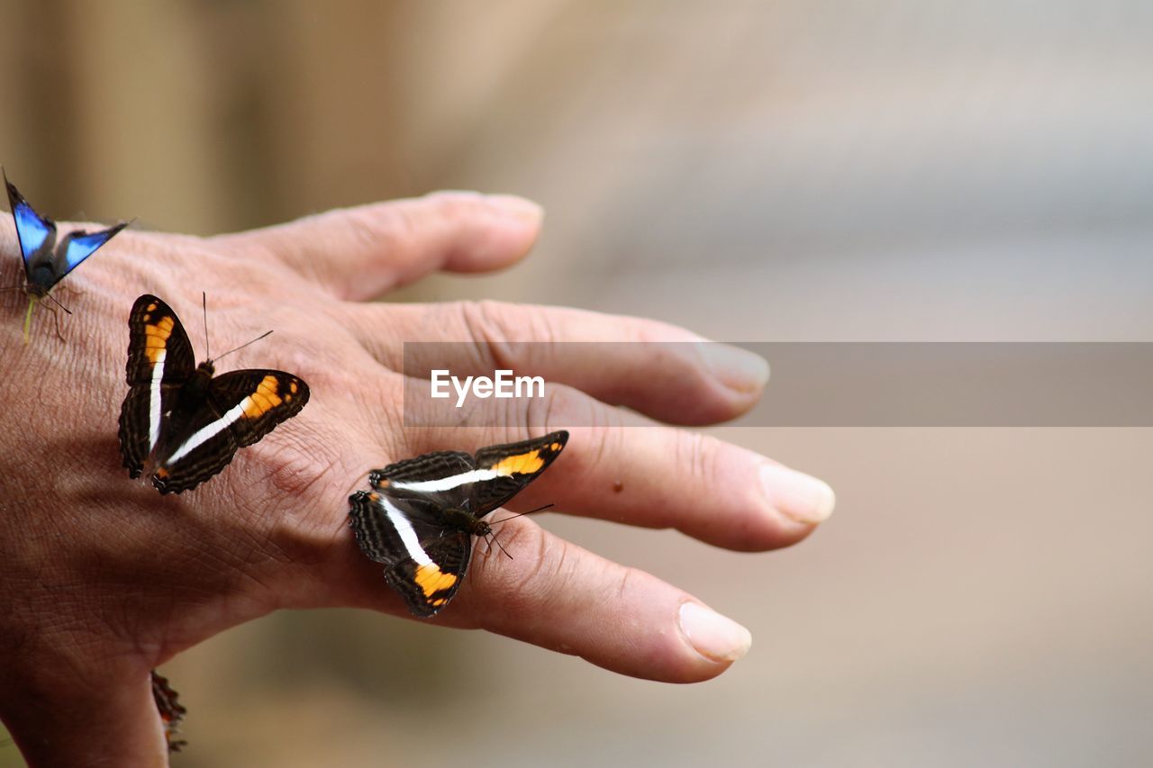 Close-up of butterflies on person hand
