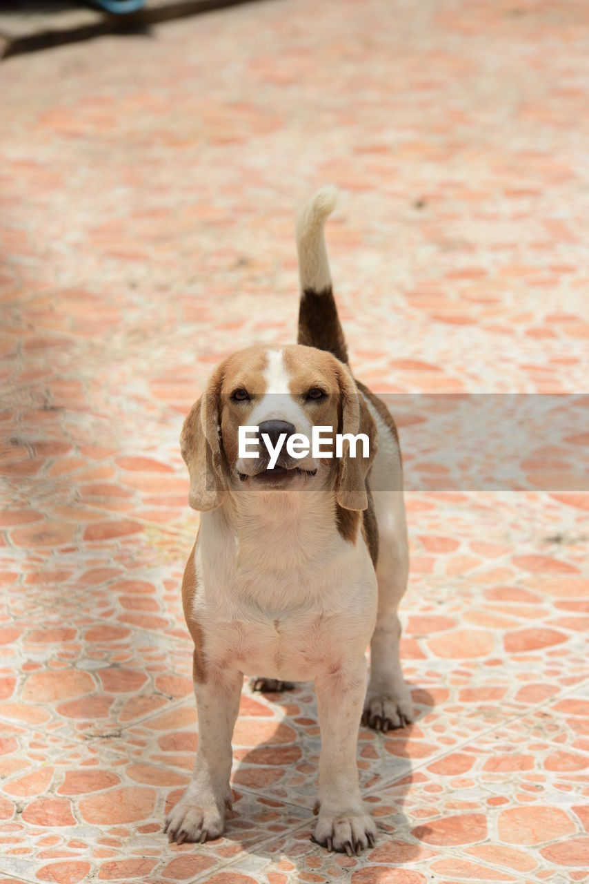 pet, one animal, dog, canine, animal themes, mammal, animal, domestic animals, puppy, beagle, portrait, no people, full length, carnivore, front view, lap dog, looking at camera, day, standing, sitting, young animal
