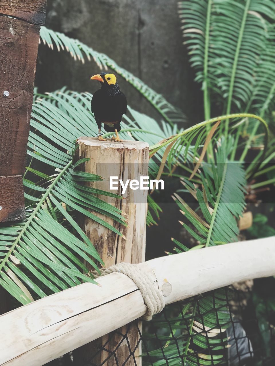 CLOSE-UP OF BIRD PERCHING ON WOOD OUTDOORS