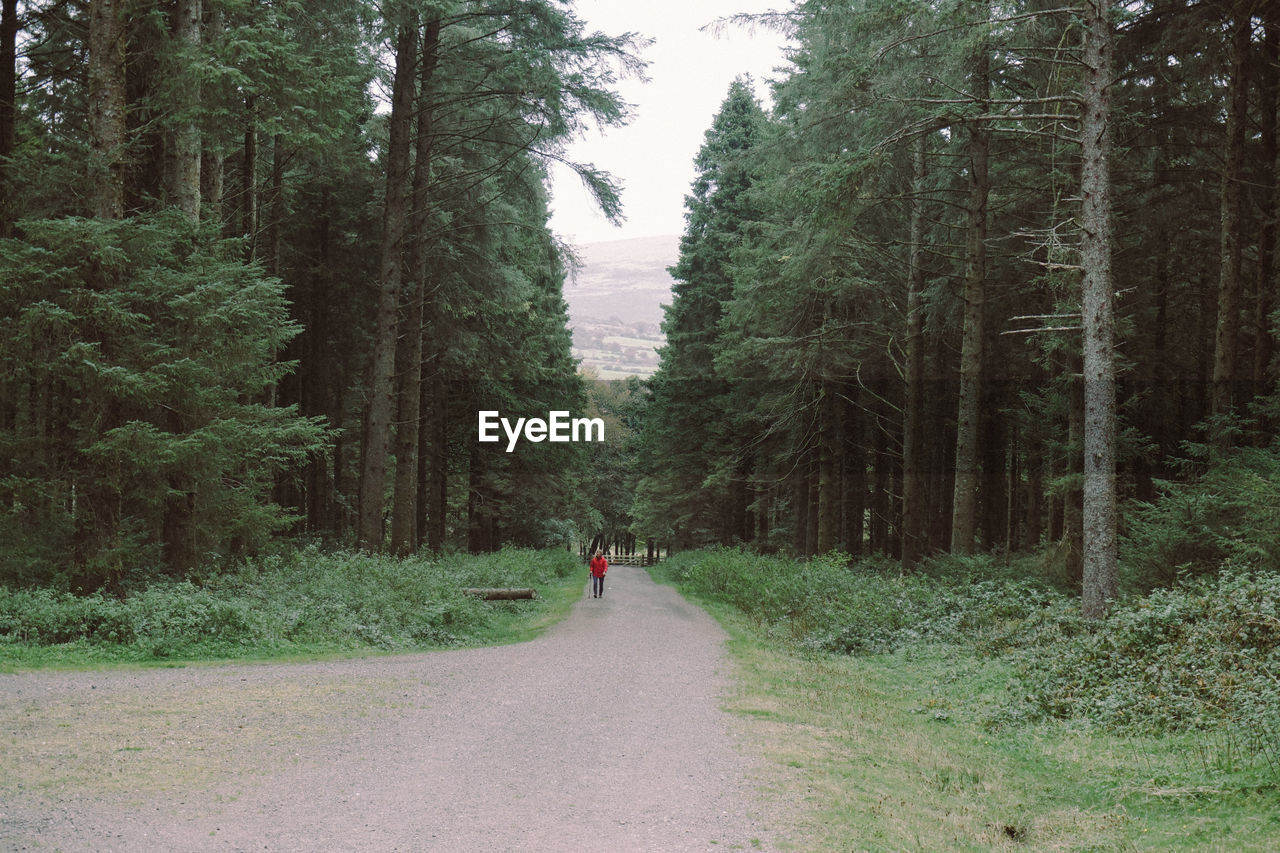 PERSON WALKING ON ROAD IN FOREST