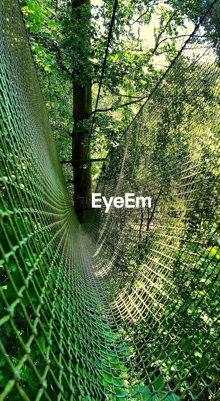 CLOSE-UP OF BAMBOO TREE