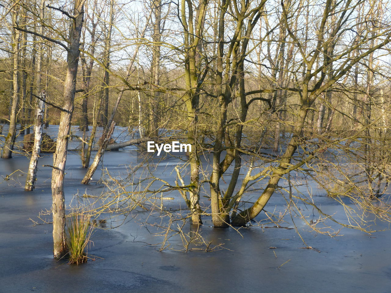 TREES IN LAKE AGAINST SKY