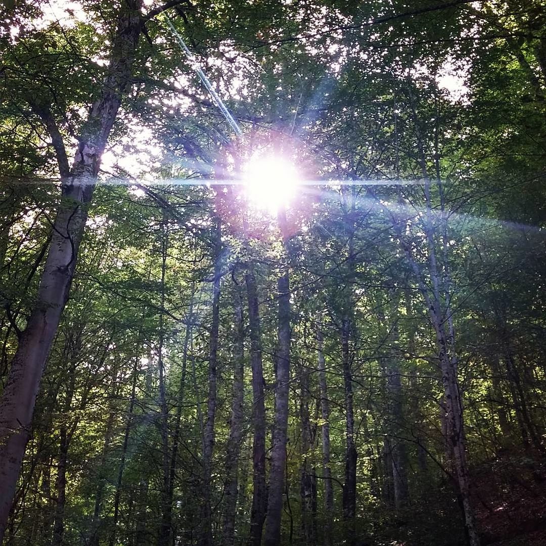 LOW ANGLE VIEW OF TREES AGAINST SKY