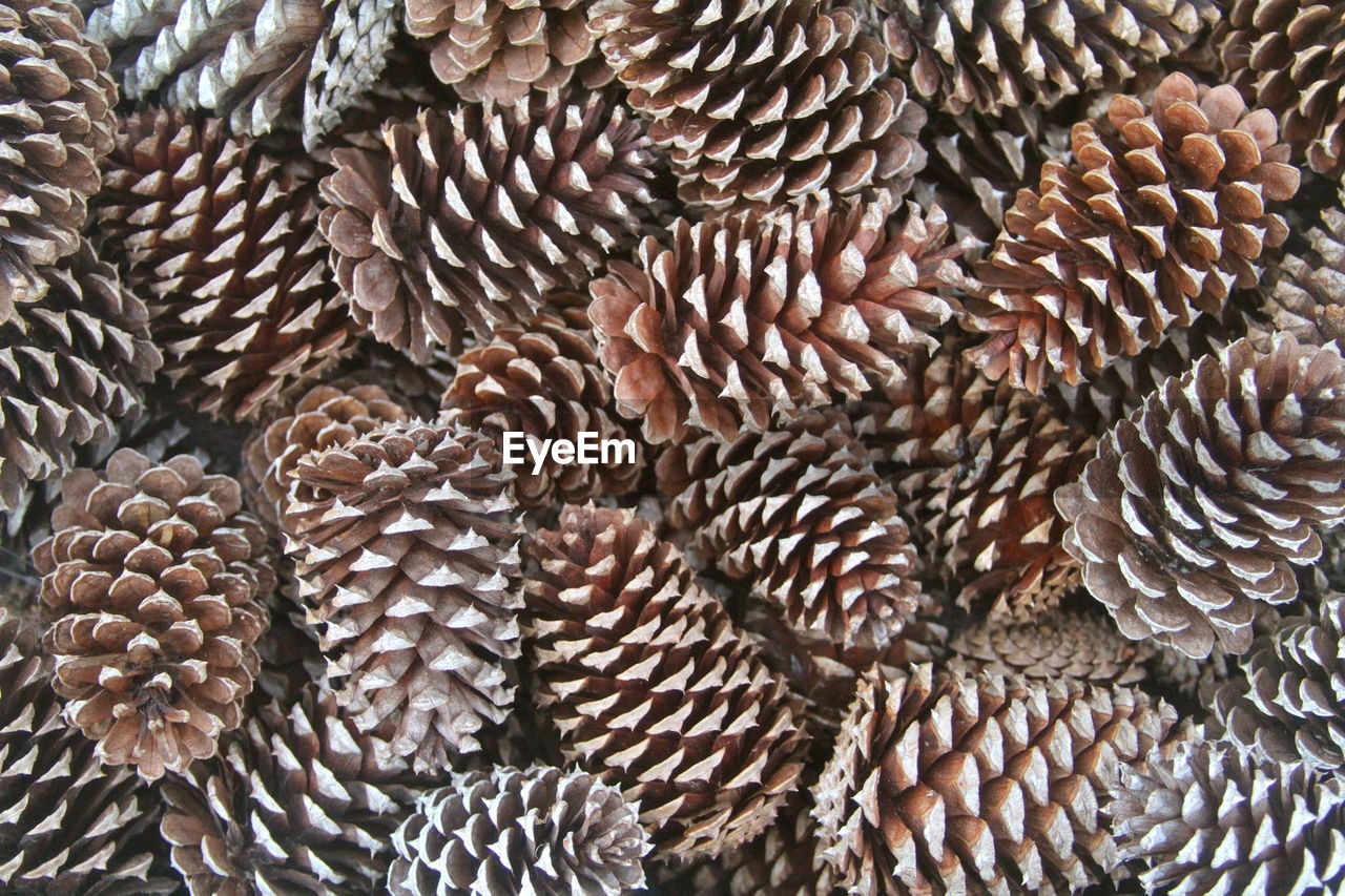 Full frame shot of pine cones 