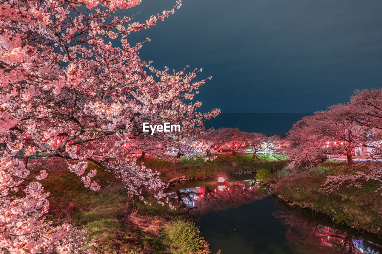 Pink cherry blossom by tree against sky during autumn