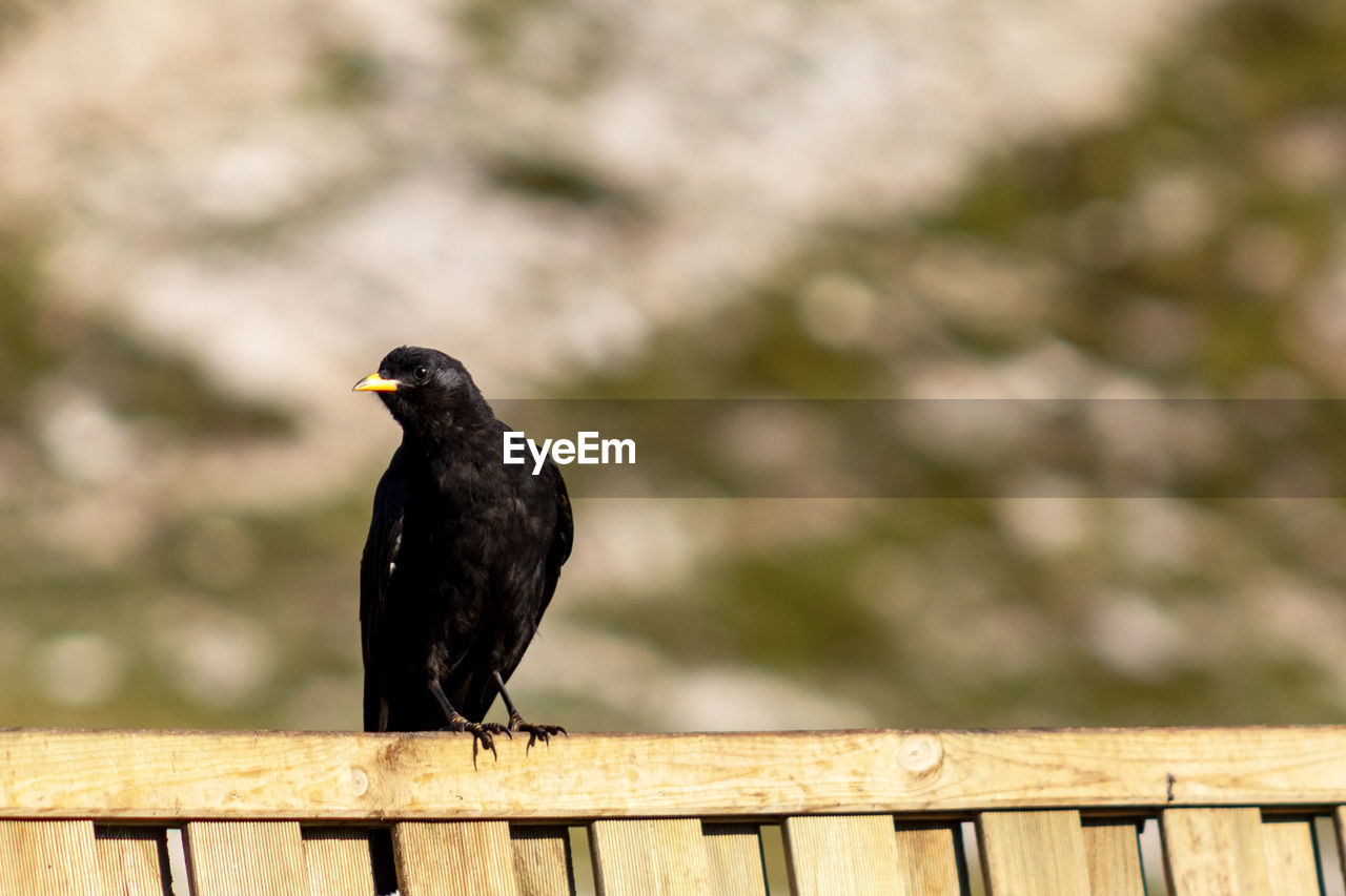 Close-up of bird perching on wooden post