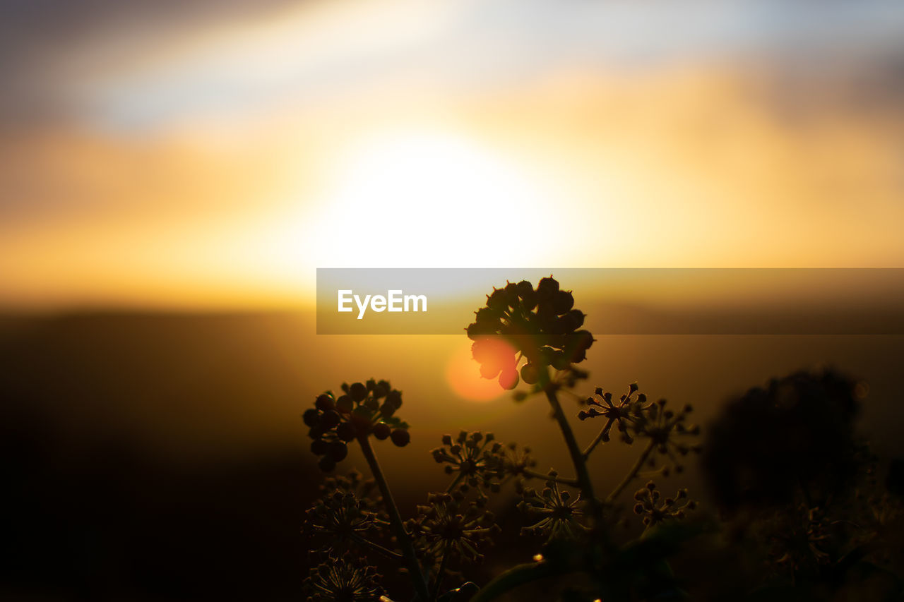 Silhouette flowers blooming against sky during sunset