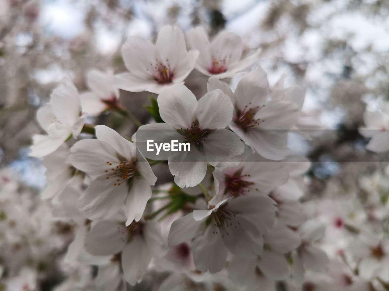 plant, flower, flowering plant, freshness, fragility, blossom, beauty in nature, springtime, growth, tree, close-up, white, nature, spring, branch, flower head, inflorescence, cherry blossom, petal, no people, produce, focus on foreground, food, botany, day, fruit tree, twig, pollen, outdoors, selective focus, cherry tree, almond tree, pink, prunus spinosa, stamen, orchard