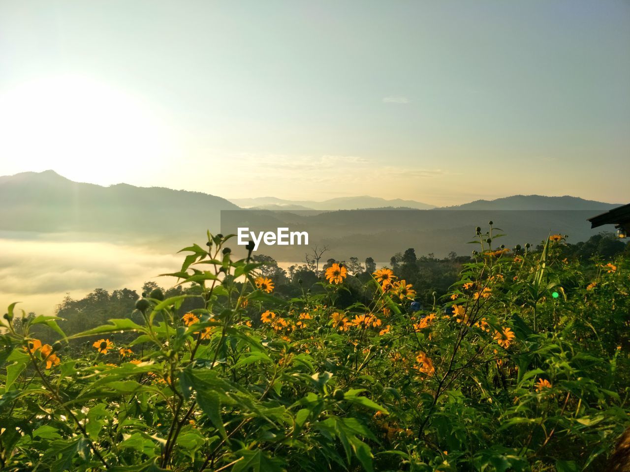 PLANTS GROWING ON FIELD AGAINST SKY DURING SUNSET