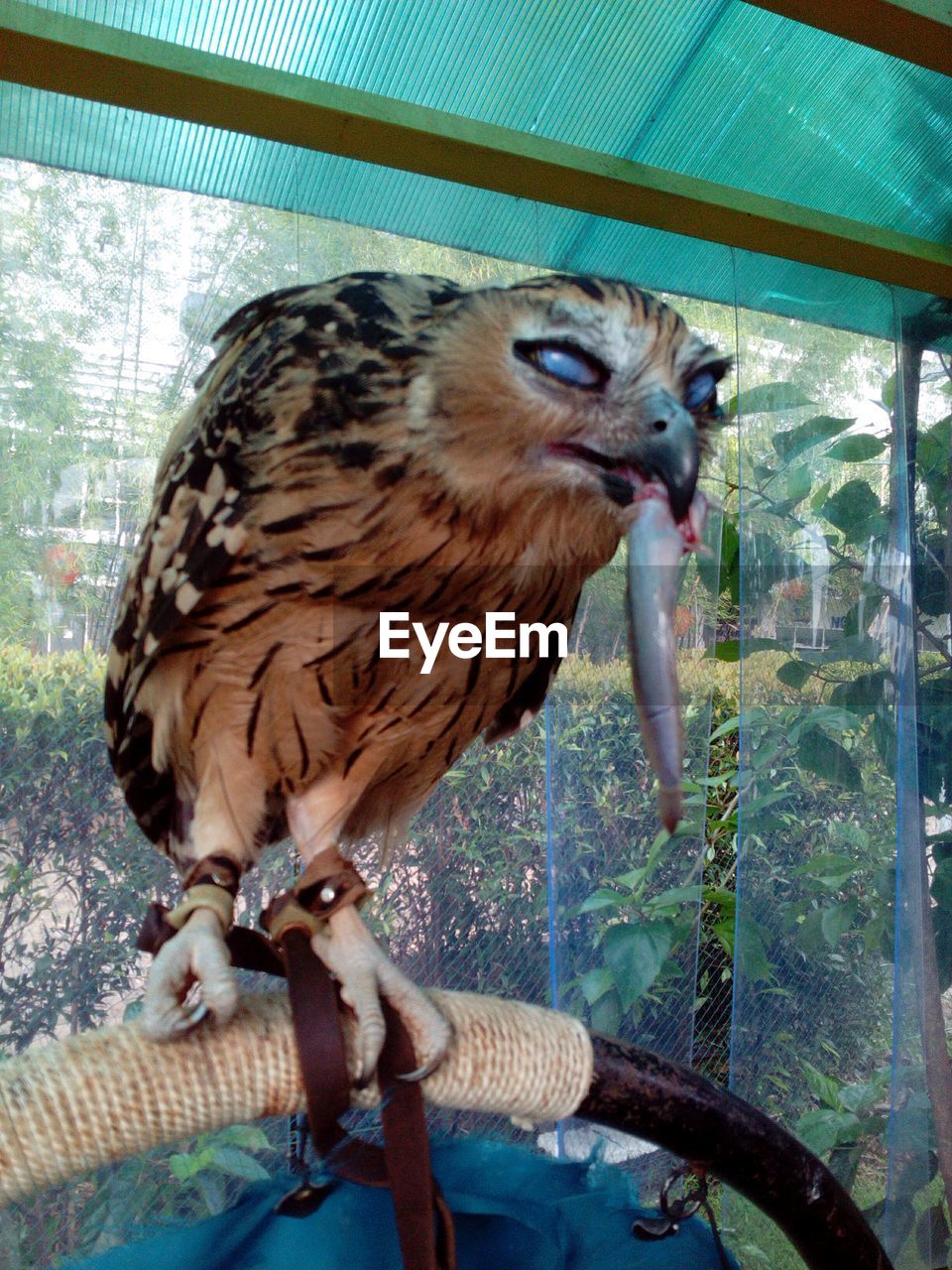 CLOSE-UP OF OWL PERCHING ON CAGE