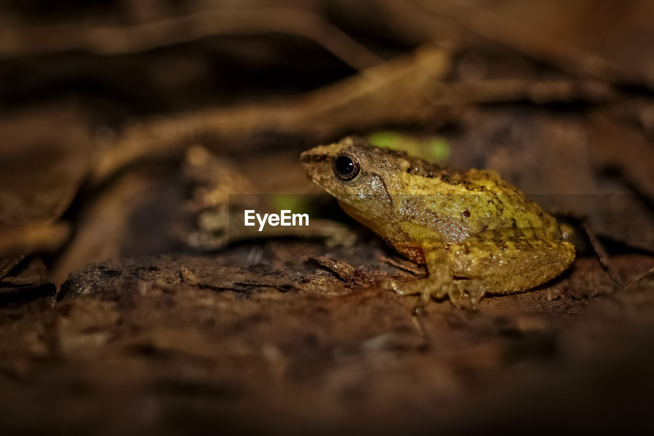 CLOSE-UP OF FROG ON ROCK IN FIELD