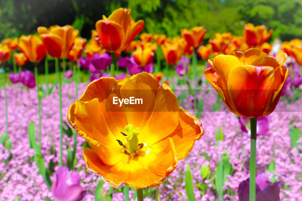 Close-up of flowers blooming outdoors