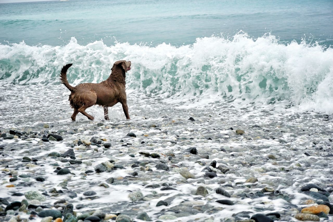 WAVES SPLASHING ON SHORE