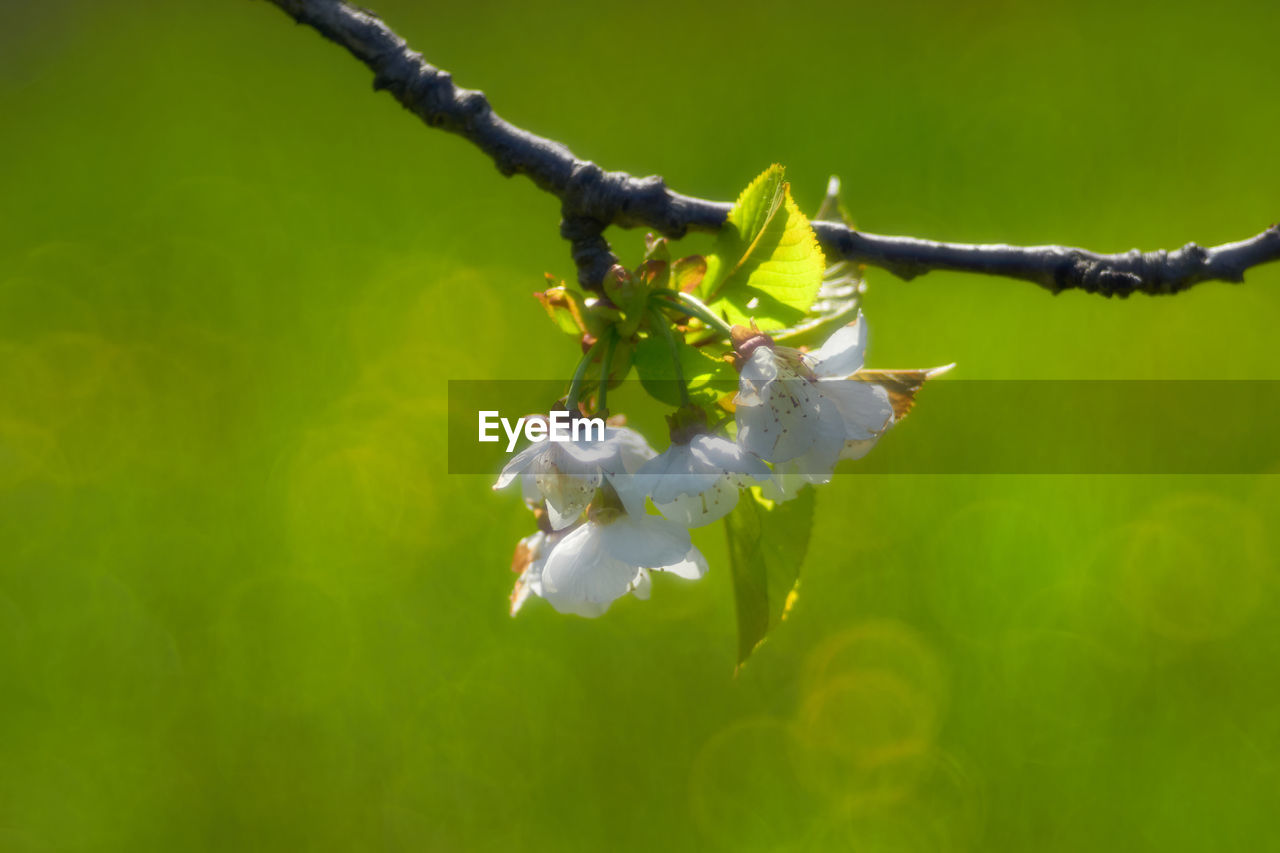 CLOSE-UP OF WHITE CHERRY BLOSSOM ON BRANCH