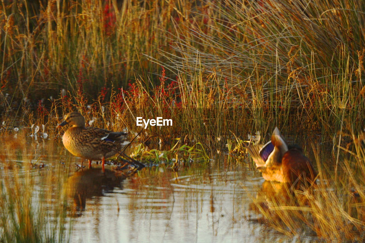 BIRDS IN LAKE