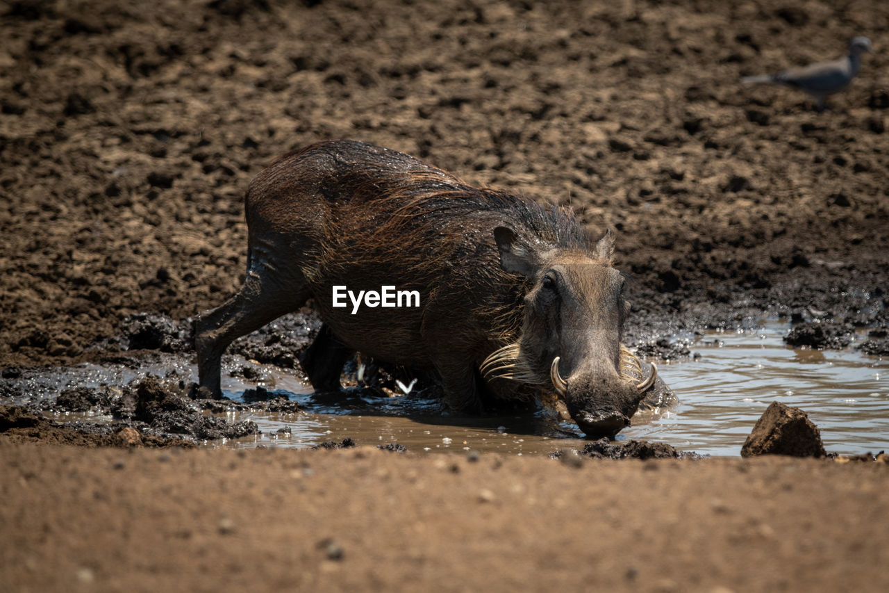 Common warthog kneels in mud at waterhole